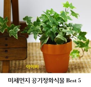 공기정화식물 배너 일본의 벚꽃여행 추천 Best 5