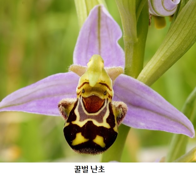 꿀벌 난초 세계에서 희귀하고 특이한 식물 6종