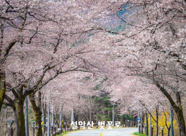 설악산 벚꽃로