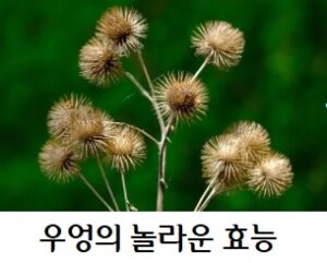 우엉의 놀라운 효능