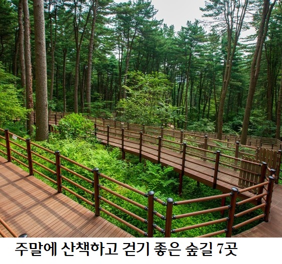 주말 산책하기 좋은 숲길