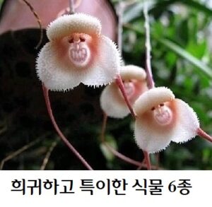 희귀하고 특이한 식물