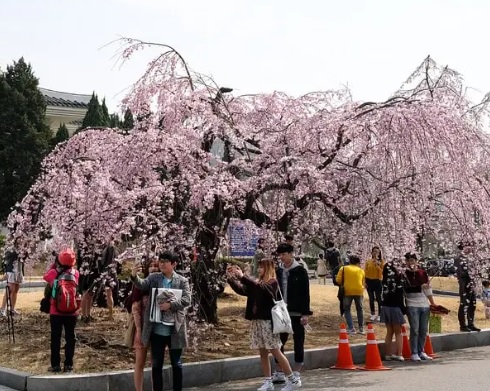 국립현충원 벚꽃 4월에 꼭 가봐야하는 서울 인근 벚꽃여행지