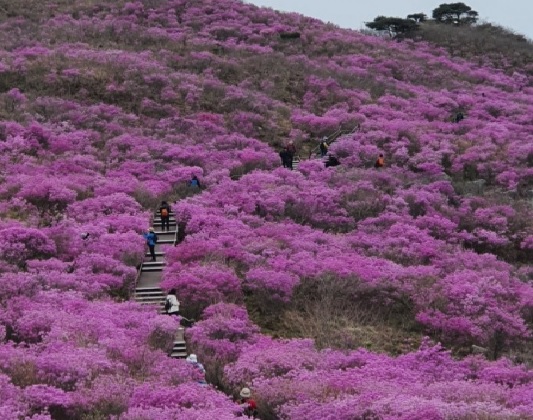 대구 비슬산