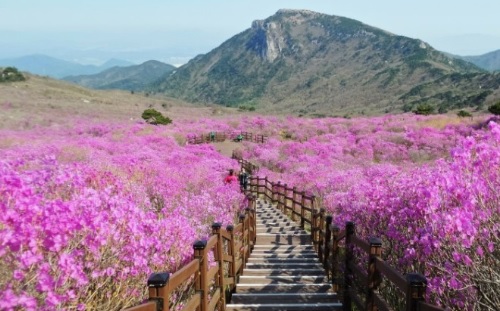 대구 비슬산 참꽃