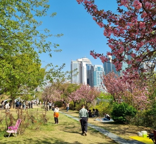 보라매공원 벚꽃 4월에 꼭 가봐야하는 서울 인근 벚꽃여행지