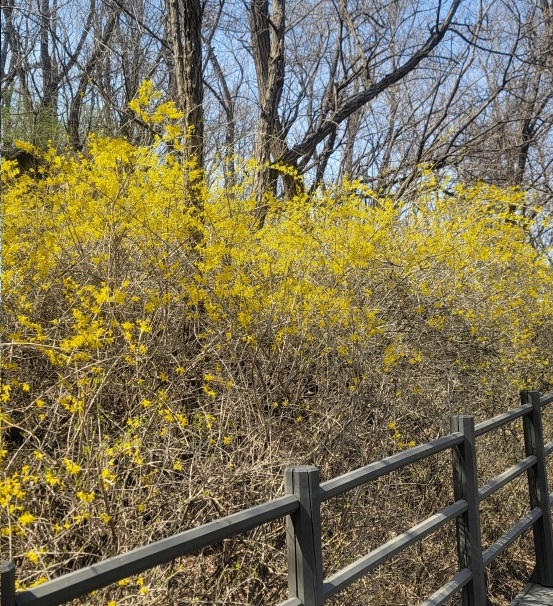 안산 자락길 개나리