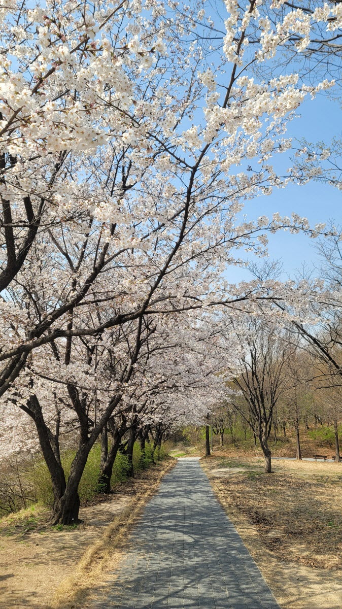 서울숲 벚꽃 풍경 벚꽃사진 명소 